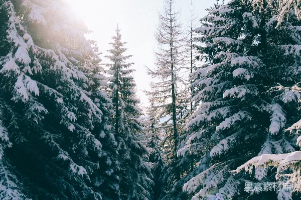 高清摄影 蓝天下的白雪覆盖的松树