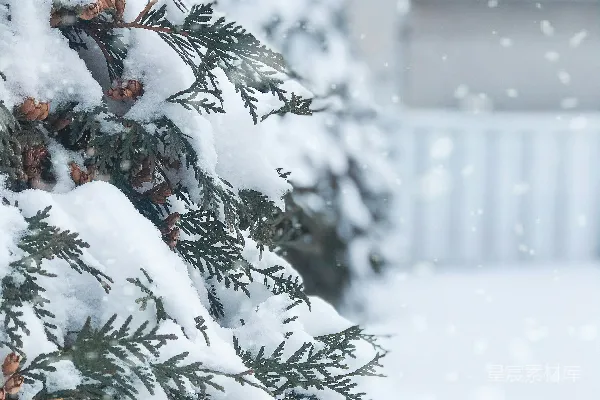 高清摄影 覆盖着白雪的绿树