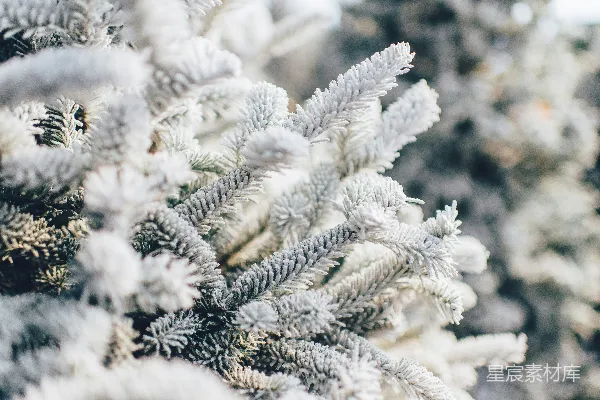 高清摄影 浅景深摄影中的白色树叶