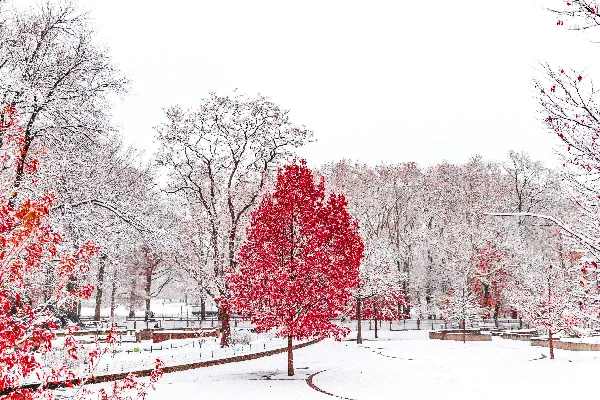 高清摄影 覆盖着白雪的公园里红树点缀其中
