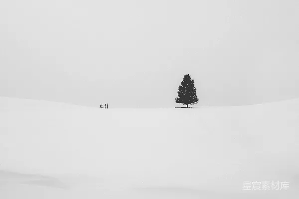 高清摄影 覆盖着白雪的松树