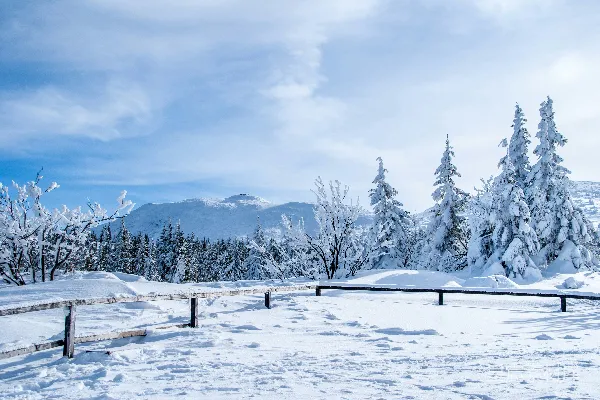 高清摄影 白天覆有白雪的松树