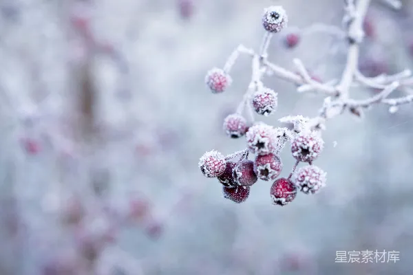 高清摄影 聚焦拍摄的冰冻圆形红果特写照片
