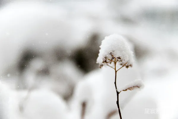 高清摄影 雪花覆盖下的花的特写照片