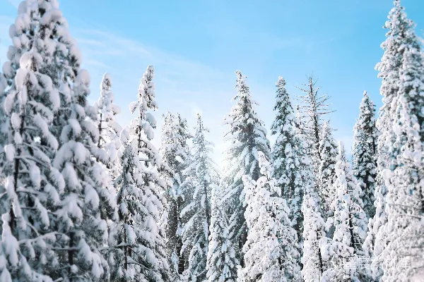 高清摄影 白天树木覆满白雪