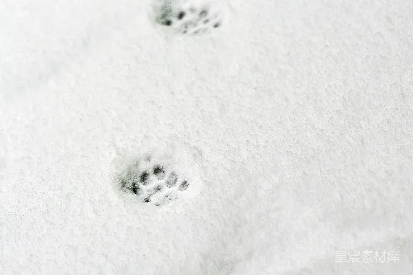 高清摄影 雪爪印
