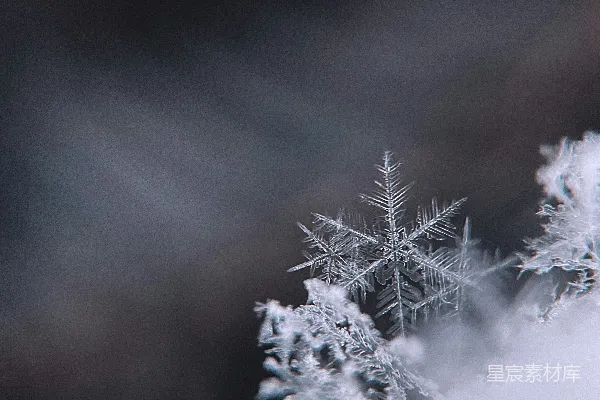 高清摄影 白天覆雪的树木
