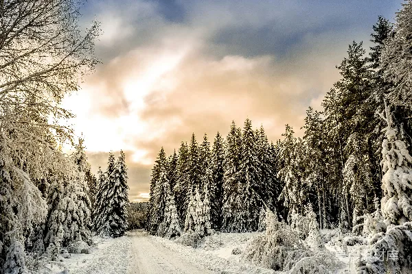 高清摄影 路在树木之间的雪地里被覆盖着