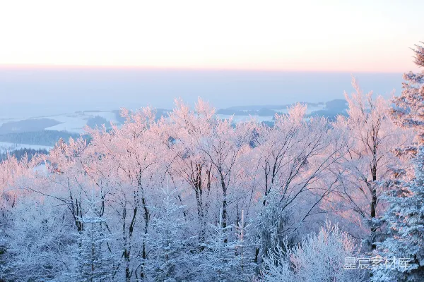 高清摄影 覆雪的树木