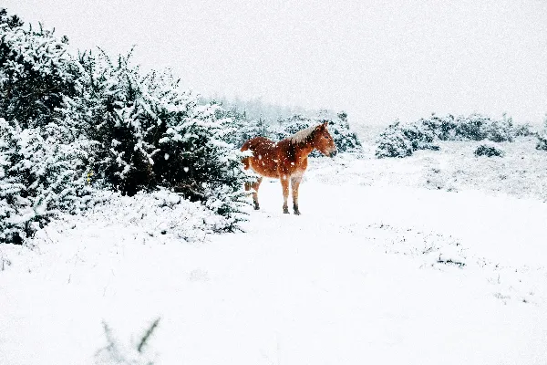 高清摄影 棕色的马站在覆盖着白雪的土地上