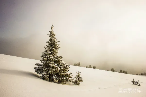 高清摄影 松树环绕着雪原