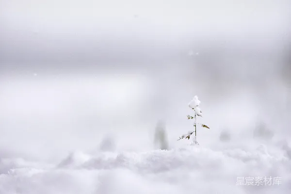 高清摄影 覆盖着白雪的植物选择性聚焦摄影