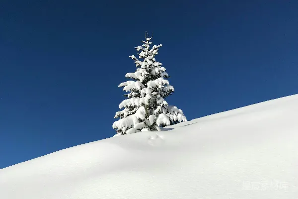 高清摄影 覆盖着雪的树木