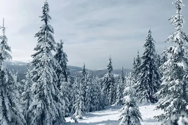 高清摄影 覆盖着白雪的树木