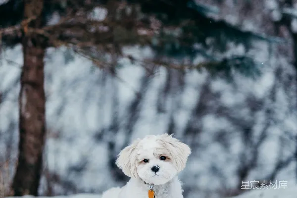 高清摄影 白狗站在雪地上方树旁