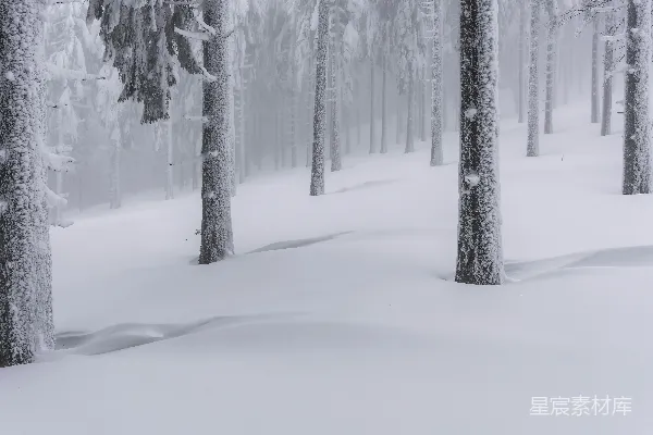 高清摄影 白天树木覆盖着白雪