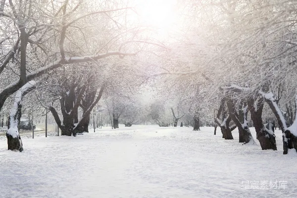 高清摄影 雪地上的褐鼠在白天的景象