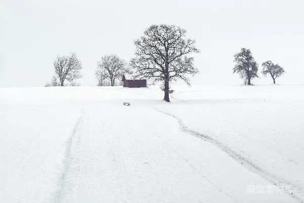 高清摄影 被枯树和白雪环绕的房子