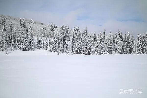 高清摄影 覆盖着白雪的松树