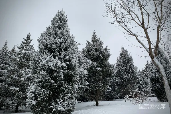 高清摄影 一群覆盖着白雪的树木旁边是一片森林