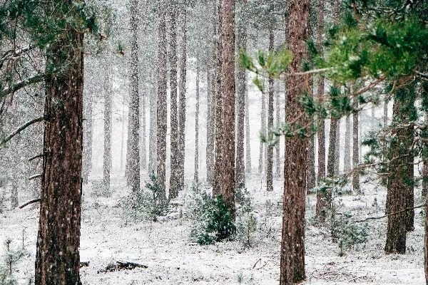 高清摄影 冬天高大的松树覆盖着白雪。