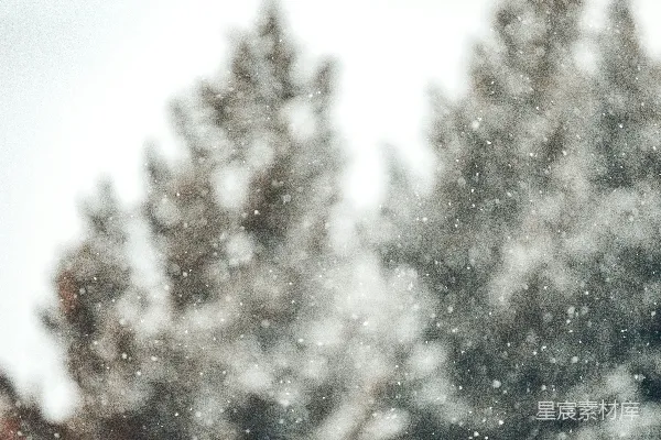 高清摄影 一幅模糊的覆有白雪的树的照片