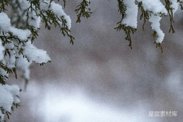 高清摄影 绿树雪景选择性摄影