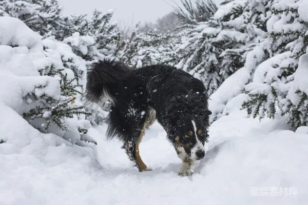 高清摄影 中长毛黑白狗在白天站在雪地里