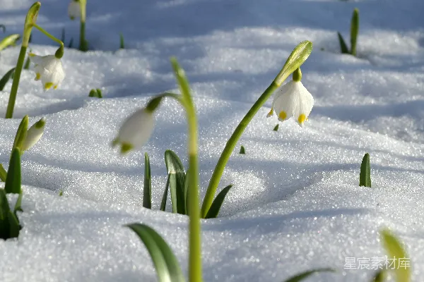 高清摄影 雪地上的白花在白天