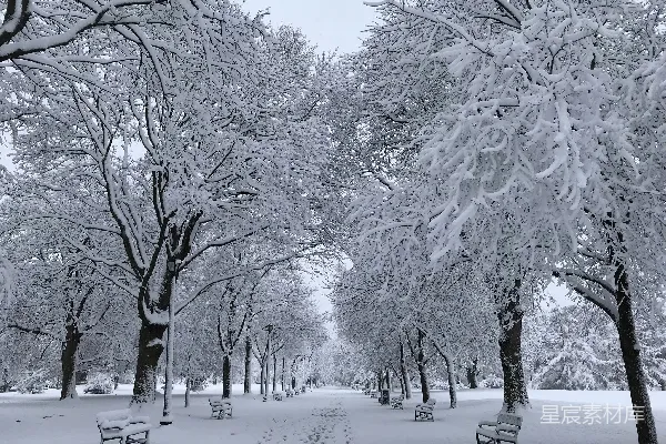 高清摄影 近树的户外雪地长凳