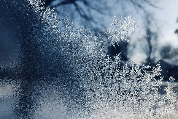 高清摄影 白天树木旁雪的特写照片