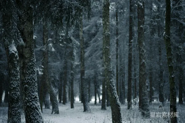 高清摄影 雪林中一条通往高树的路径