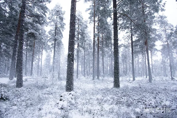 高清摄影 白天树木覆盖着白雪