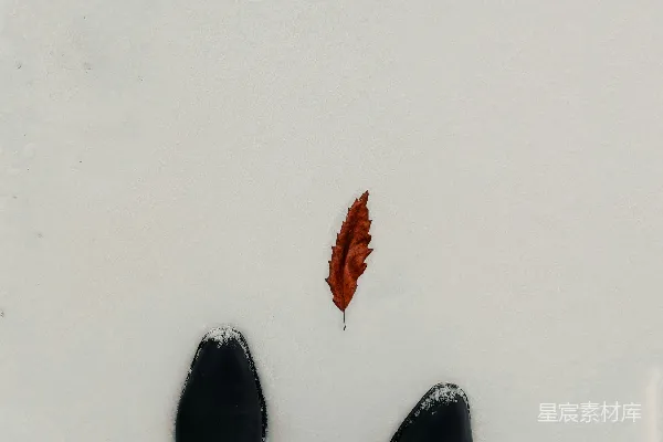 高清摄影 雪地里站着一个人，旁边是一片落叶。