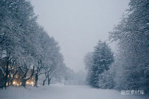 高清摄影 白天树木覆雪