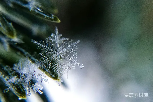 高清摄影 树枝上一朵雪花的特写