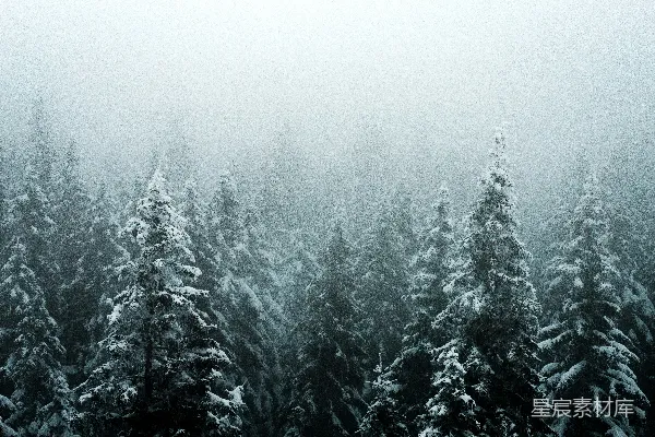 高清摄影 一群覆盖着白雪的松树