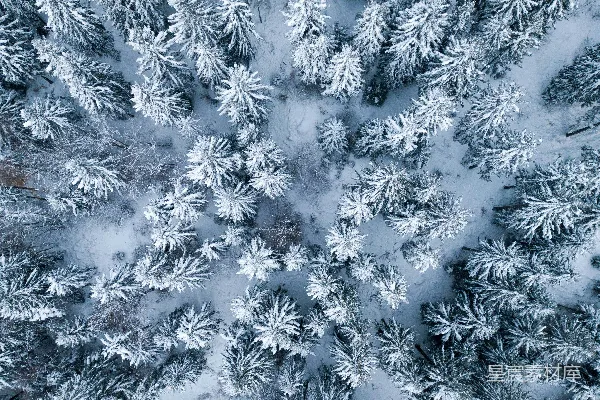 高清摄影 树的 aerial 拍摄
