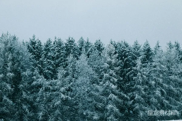 高清摄影 覆盖着白雪的绿松树