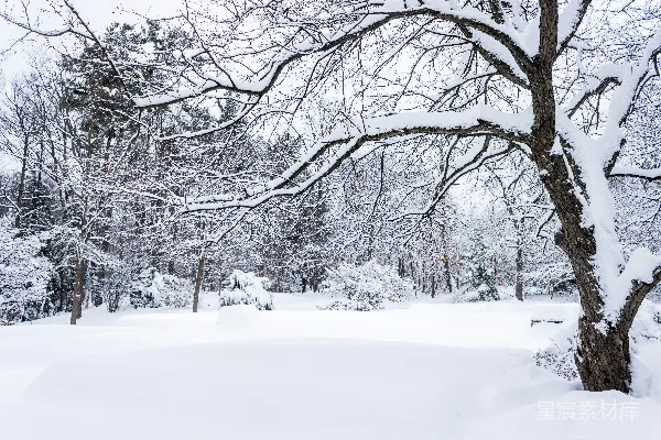 高清摄影 白天覆盖着白雪的地面上光秃秃的树木