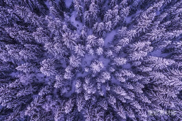 高清摄影 雪地上的森林顶视图
