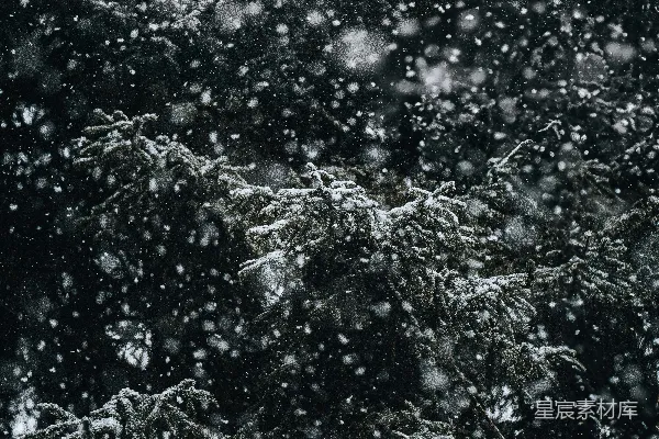 高清摄影 夜晚中一棵覆盖着白雪的树