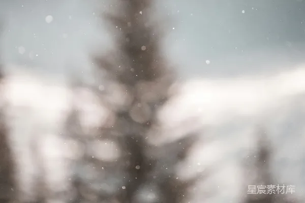 高清摄影 雪地里一张模糊的松树照片