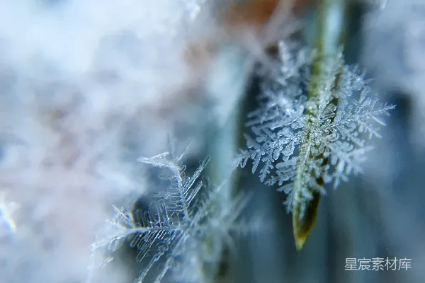 高清摄影 浅聚焦摄影雪flake