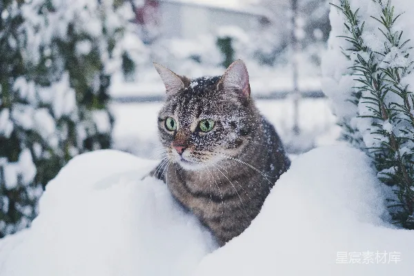高清摄影 棕色虎斑猫在覆盖着雪的地面上