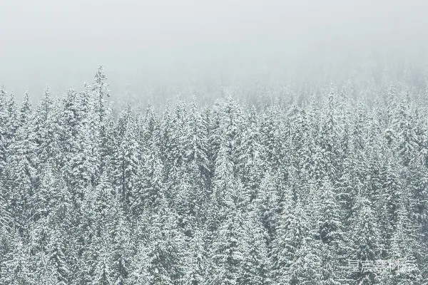 高清摄影 覆盖着雪的树木