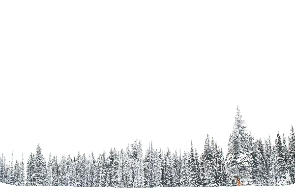 高清摄影 雪地里的松树
