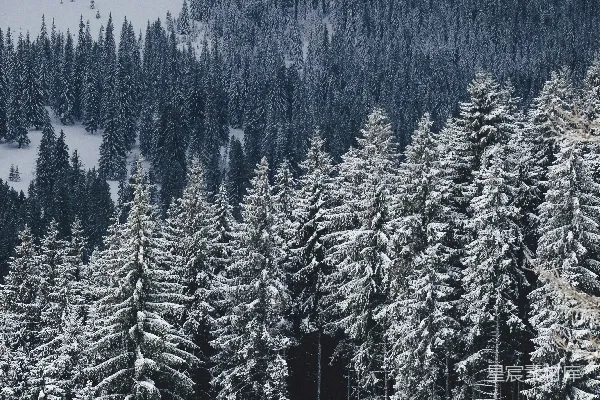 高清摄影 覆盖着白雪的松树的 aerial 拍照