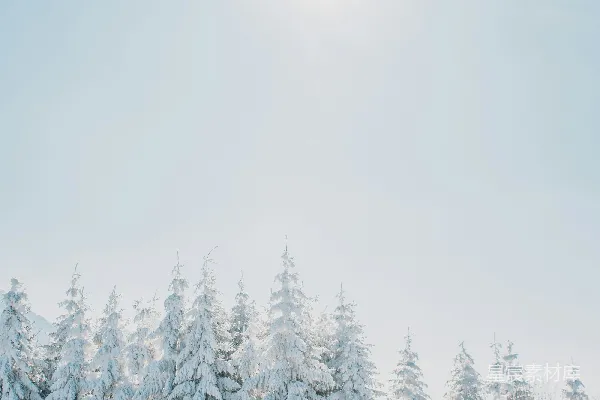 高清摄影 白天雪花覆盖的松树在白色天空下