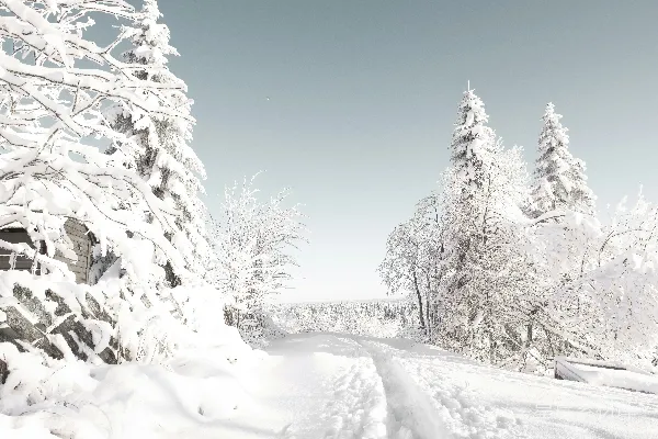高清摄影 白天雪覆盖的树木在蓝天之下